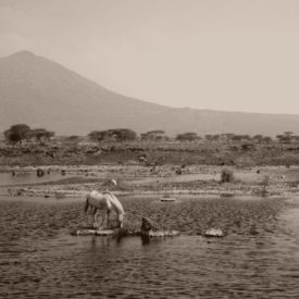 Ethiopia Sidamo Decaf (SWP)